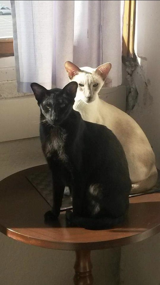 DaddysGhal's tweet photo. @Ravens_of_Hope Double trouble 🖤🤍 https://t.co/Udgcos1Mta