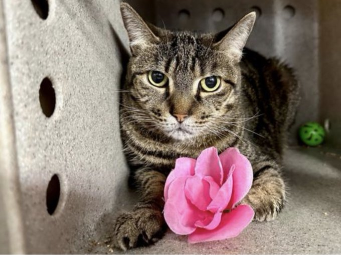 PeterAskin1's tweet photo. Two sweet seniors "Bae" & "Cool Whip" found themselves at the notorious NYC ACC when owner hospitalized! Some vet care needed but this is a wonderful adoption opportunity for #NewYork senior lovers! 🙏Adopt! Pledge for rescue! Tag  @LOVE_CATS_ONE with pledges! VERY URGENT!
https://t.co/iRhY7uuyu8 https://t.co/zNvi7nwTji
