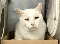 PeterAskin1's tweet photo. Two sweet seniors "Bae" & "Cool Whip" found themselves at the notorious NYC ACC when owner hospitalized! Some vet care needed but this is a wonderful adoption opportunity for #NewYork senior lovers! 🙏Adopt! Pledge for rescue! Tag  @LOVE_CATS_ONE with pledges! VERY URGENT!
https://t.co/iRhY7uuyu8 https://t.co/zNvi7nwTji