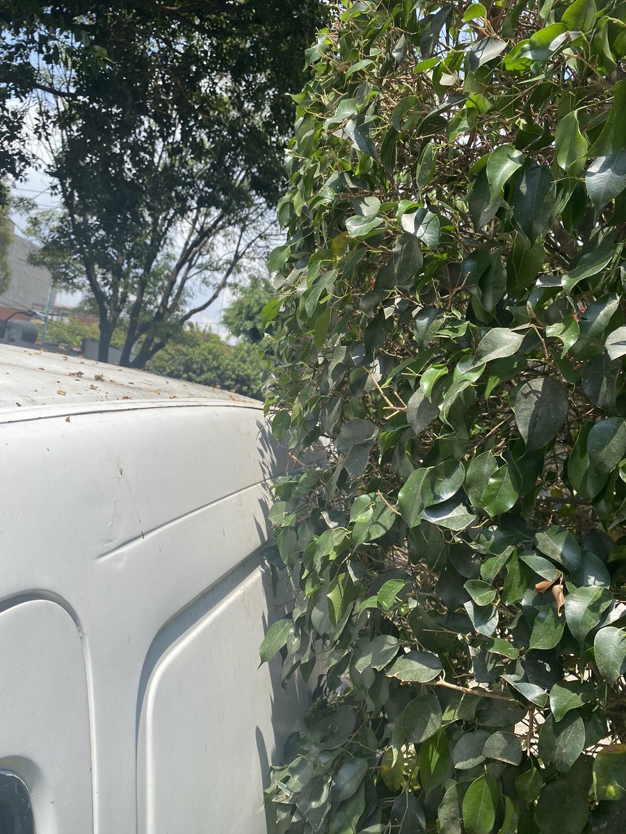 AzminPlatas tweet media