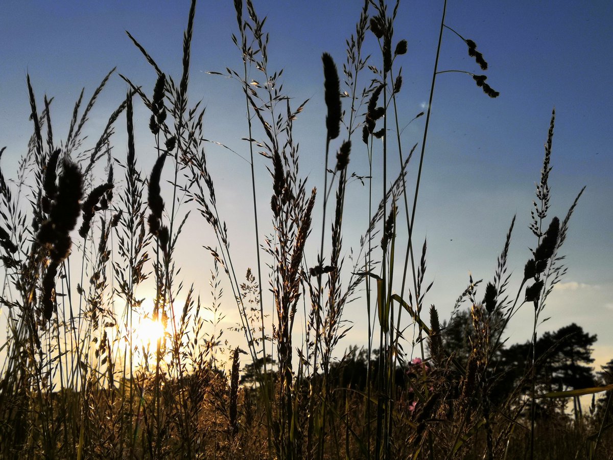 Good evening from <a href="/NorfolkSaffron/">Dr Sally Francis</a>.