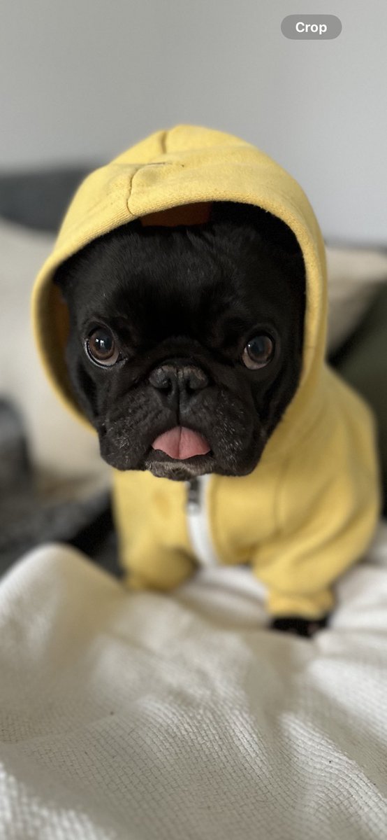 Happy Gotcha Day! Two years since I adopted this little lady. The LOUDEST snoring creature to ever grace the earth. Cleopatra, my special lady.