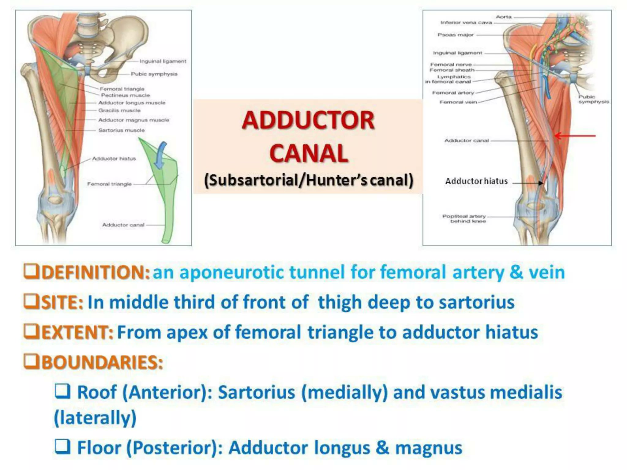 Adductor Hiatus Posterior