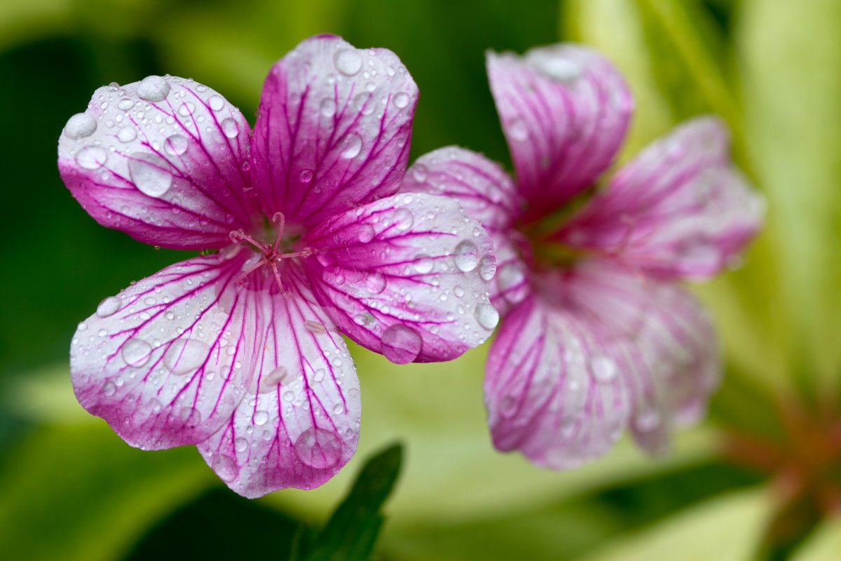 bronwengwriter's tweet image. #geraniums this morning #Macro @ThePhotoHour