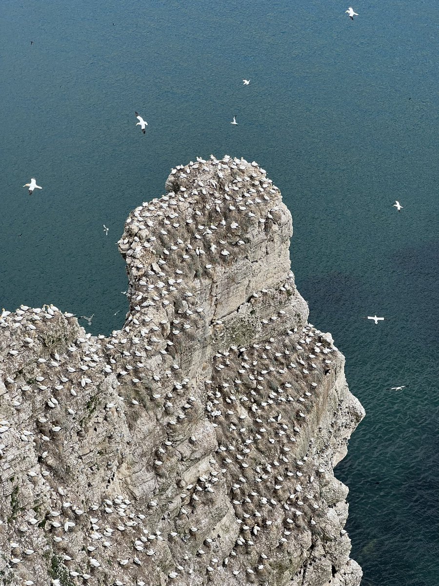 Daniel Britton tweet media