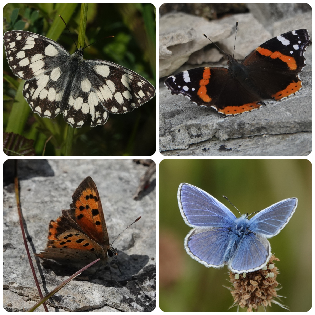 Welsh_Nature_Lady 🏴 tweet media