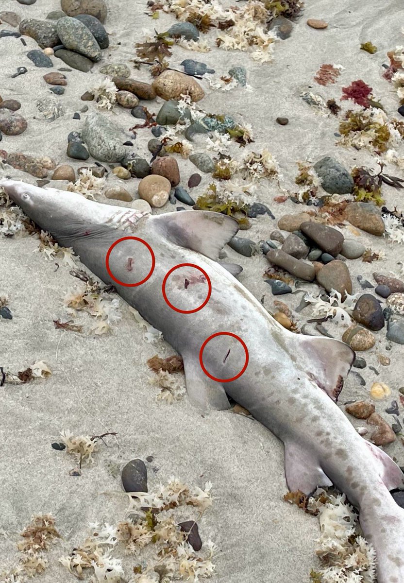 MA_Sharks's tweet photo. It’s the responsibility of fishermen &amp; women to know their catch. This juvenile sand tiger shark was stabbed &amp; left on the beach in Marshfield, MA today. They’re often mistaken for dogfish but unlike the dogfish they are a prohibited species. Please spread the word. https://t.co/LbB5lxN9cw