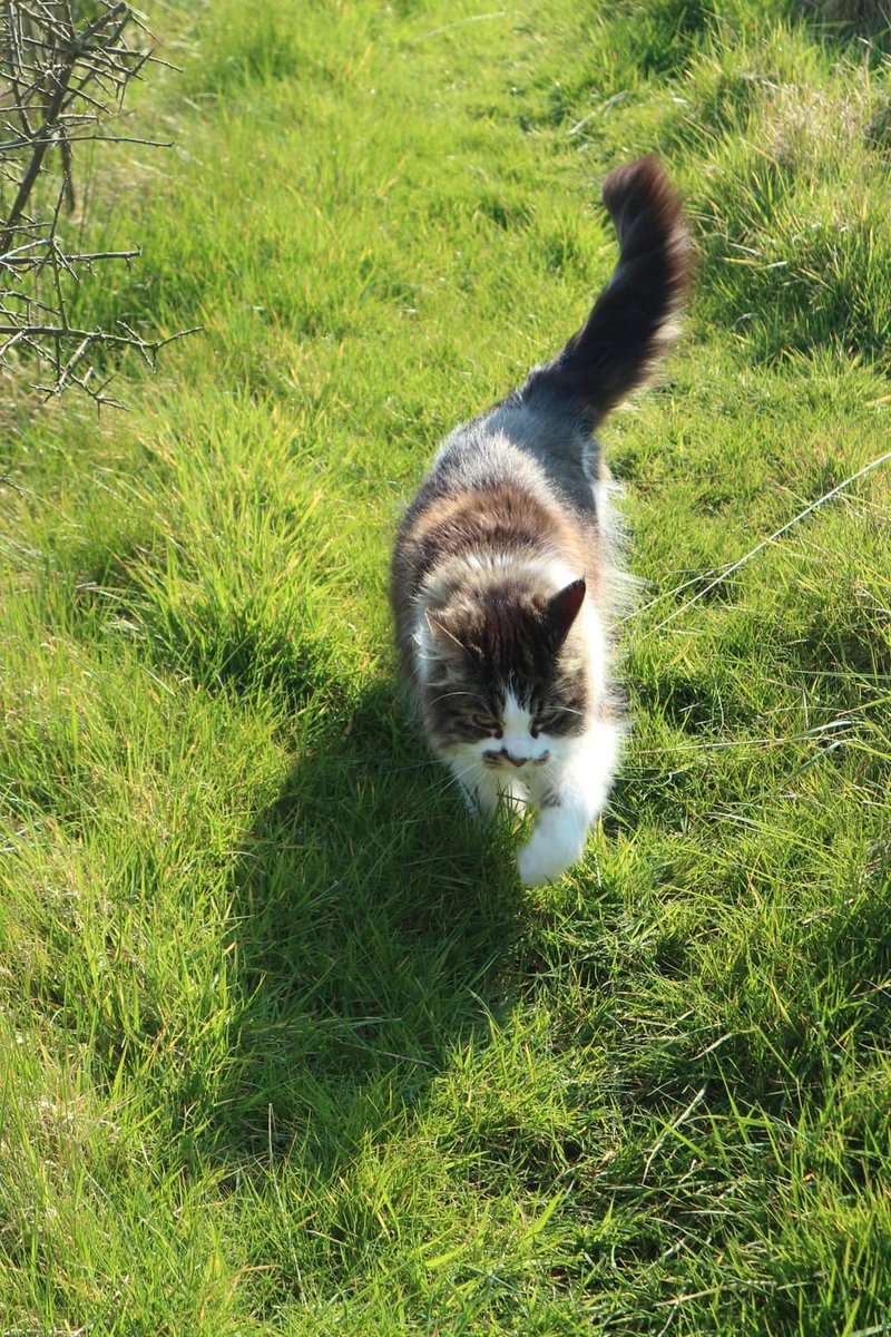 Sadly we had to take our cat Godiva to the vets this morning to be put to sleep as she was suffering from cancer and her quality of life had gone. It was very, very sad, but I know it was the kind thing to do.

She was a good age of 15. Here are some happy memories to share.