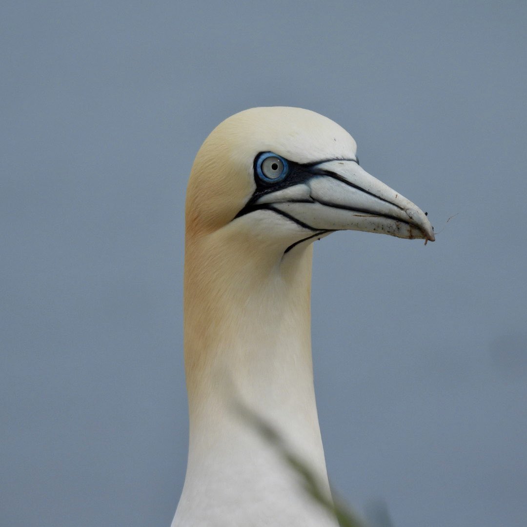 Gail Gregory tweet media