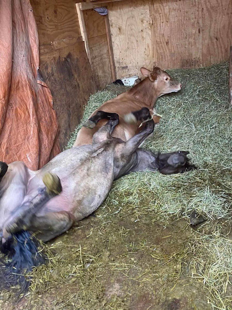 MyLordBebo's tweet photo. 🇺🇸 Cops discovered a bus that was used as a brothel for bestiality.

Inside the bus and in the trailer attached to it, 30 birds (chickens, turkeys, ducks), 4 shepherd dogs, a bull and a pony were found. It was established that at a minimum the bull and the pony were used as sexual objects.

The driver was arrested. Animals were rescued.

1/