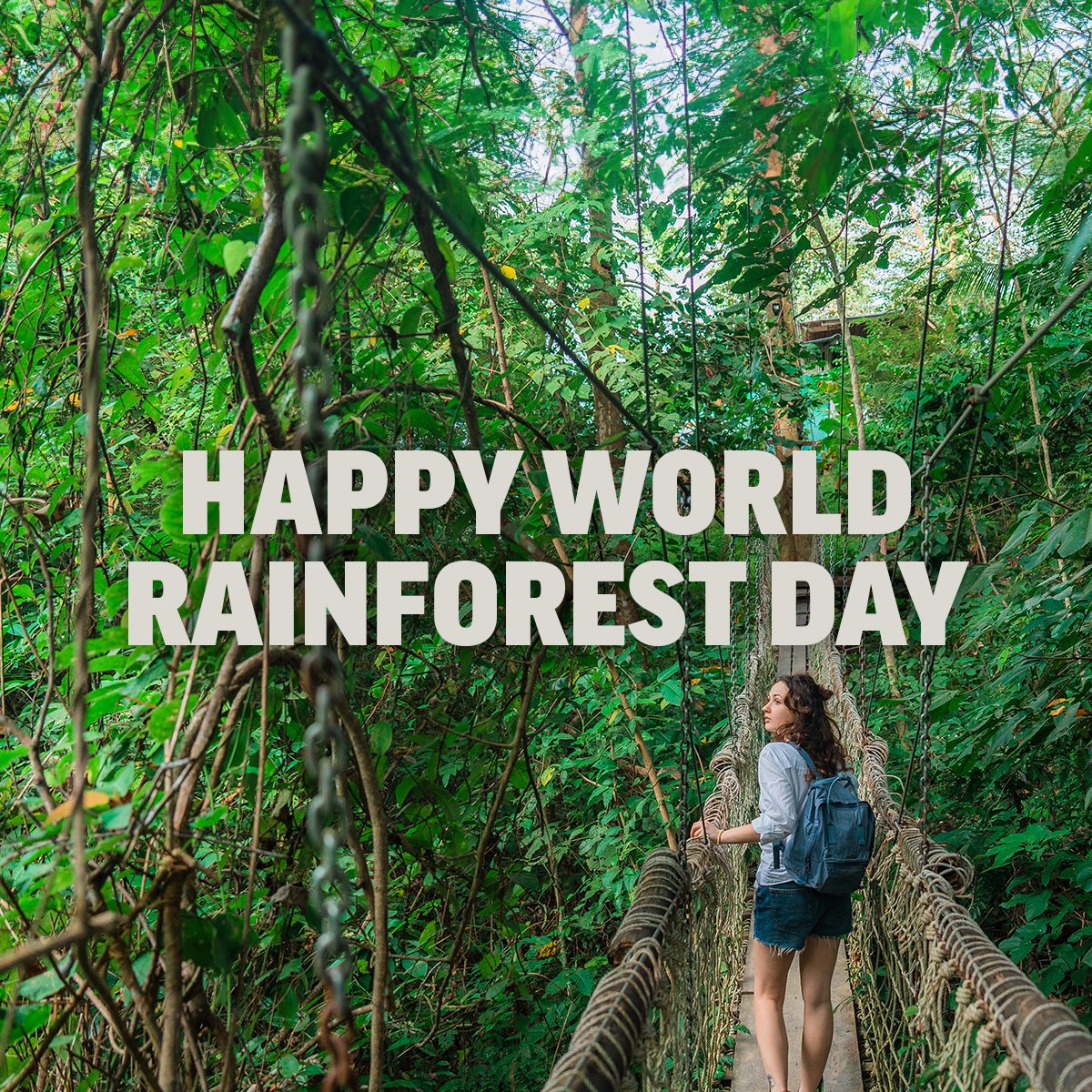 It's #WorldRainforestDay! 

The rainforest gives us so much:
💊 Life-saving medicine
🌍 Global temperature regulation
🐒 Home to half the planet’s animal species
💧 Maintaining Earth’s supply of fresh water

Let’s celebrate the rainforest today, tomorrow, and every day