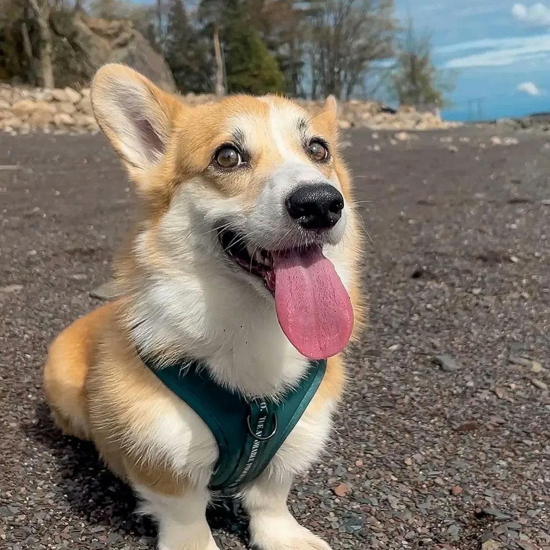 corgi_club1's tweet image. Happy doggo at the beach yesterday 🐾🐾
#bigsmile #corgi #dogsofcanada