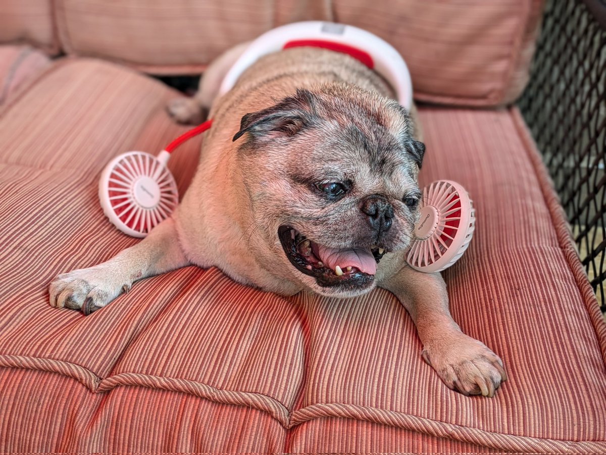 FishstickThePug's tweet photo. Ready for the hot days ahead https://t.co/Ca1jq3JkQb