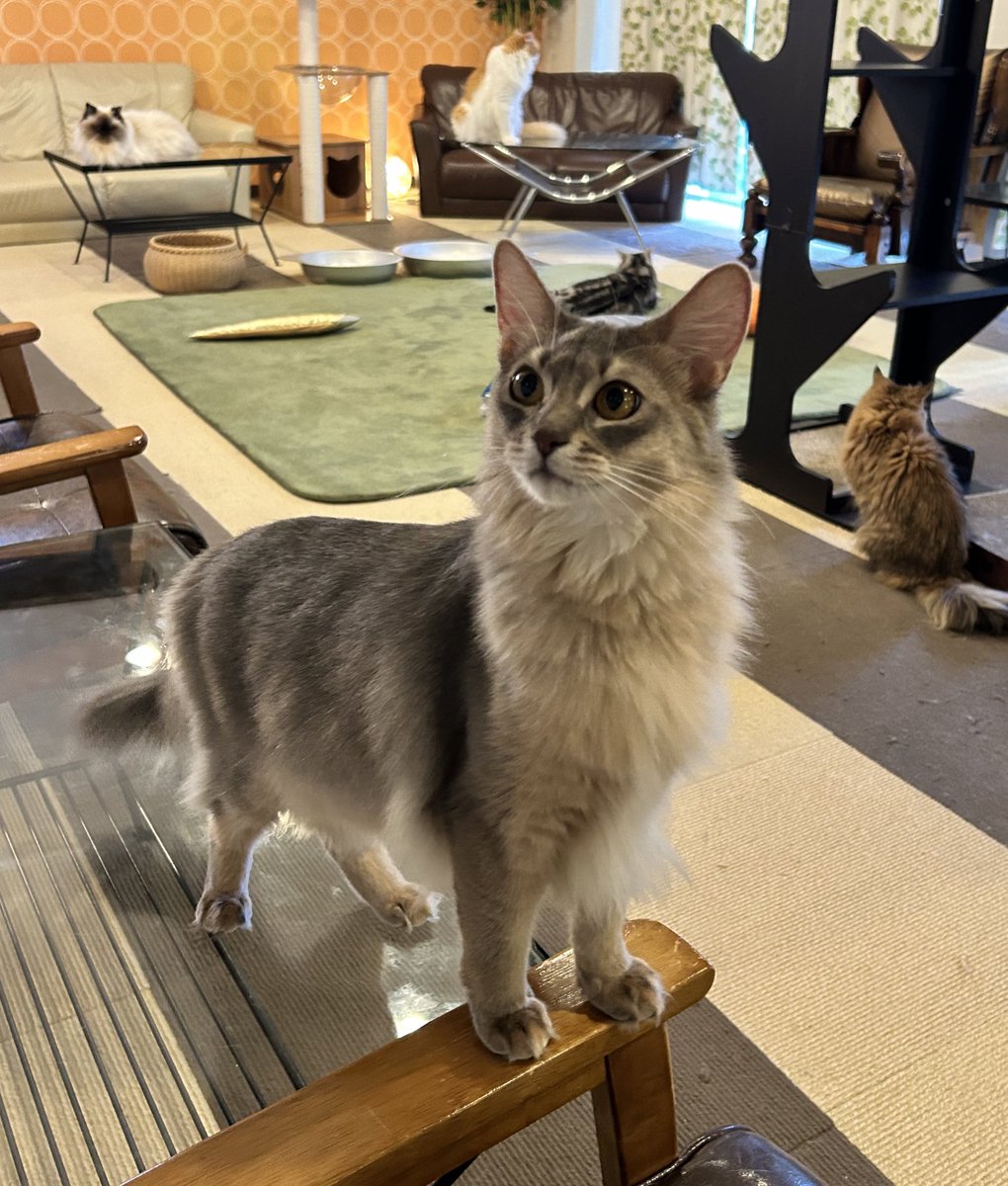 nekocafenaru's tweet photo. ライブ配信後からミライが行方不明になっており長野駅前で探しています。
見かけた方いませんか？😢
声が小さく、リスっぽいグレーの色のソマリで動きがはやいです。懐っこいですが外は出たことがないです。情報あればご連絡ください。#ねこカフェなる https://t.co/Wq3HvP3hXa