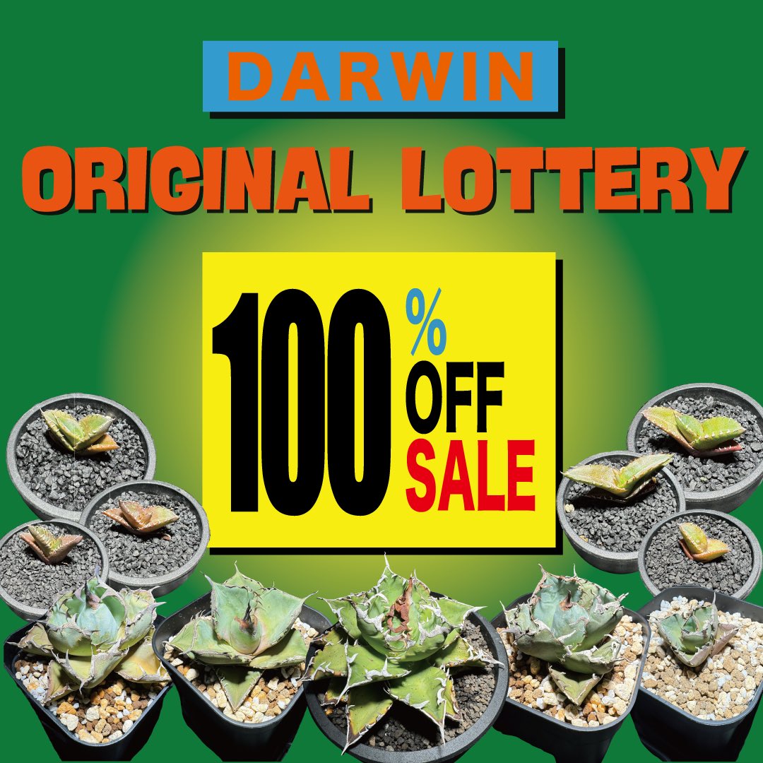 DarwinPJT's tweet photo. 本日はご来店ありがとうございました！
大好評につき、明日もプレゼント、RT企画やってます✨

11時オープンですので、是非遊びに来てください！！

UD GARDEN 熊本県阿蘇市永草2569-1

#アガベ #多肉食物 #塊根植物 #コーデックス
#チタノタ #オテロイ #RT  #サボテン #agave https://t.co/q9LGCQIQ8E