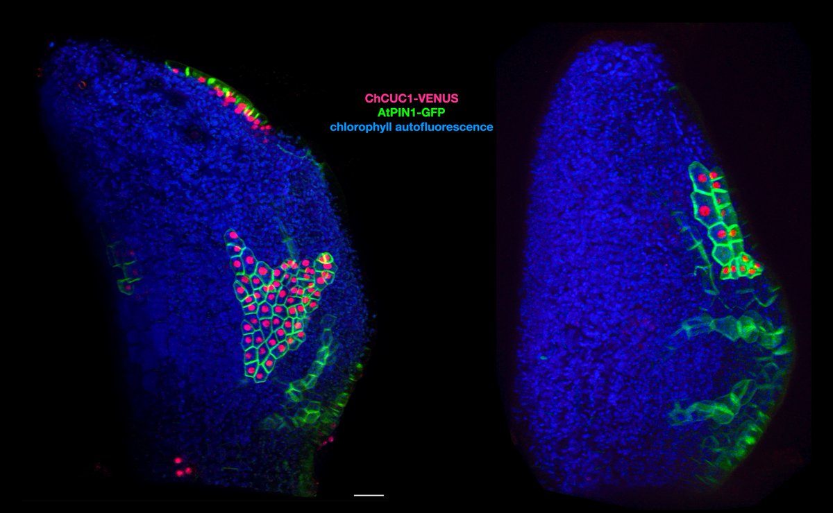 Neha Bhatia (@neha_bhatia29) on Twitter photo A new study from Tsiantis lab <a href="/mpipz_cologne/">MPIPZ Cologne</a>. We show that CUC1 acts as a polarity switch & provides instructive input into PIN1-auxin-based leaf marginal patterning that regulates leaf shape. Congratulations to all authors!
These beautiful sectors..
pnas.org/doi/10.1073/pn… A new study from Tsiantis lab <a href="/mpipz_cologne/">MPIPZ Cologne</a>. We show that CUC1 acts as a polarity switch & provides instructive input into PIN1-auxin-based leaf marginal patterning that regulates leaf shape. Congratulations to all authors!
These beautiful sectors..
pnas.org/doi/10.1073/pn…
