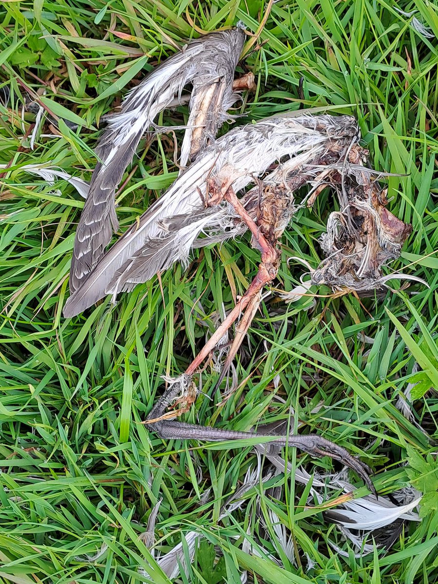 In de periode rond vliegvlug worden van jonge Grutto's ook dit jaar wéér hoge verliezen, o.a. door Bruine Kieken. Speelt zowel in muizenrijke als muizenarme jaren. Bij kort aflopen 15 juni-percelen in de Lage Hoek @landschapnh al 3 geplukte jongen. <a href="/Sovon/">Sovon Vogelonderzoek Nederland</a> <a href="/vogelnieuws/">Vogelbescherming NL</a>