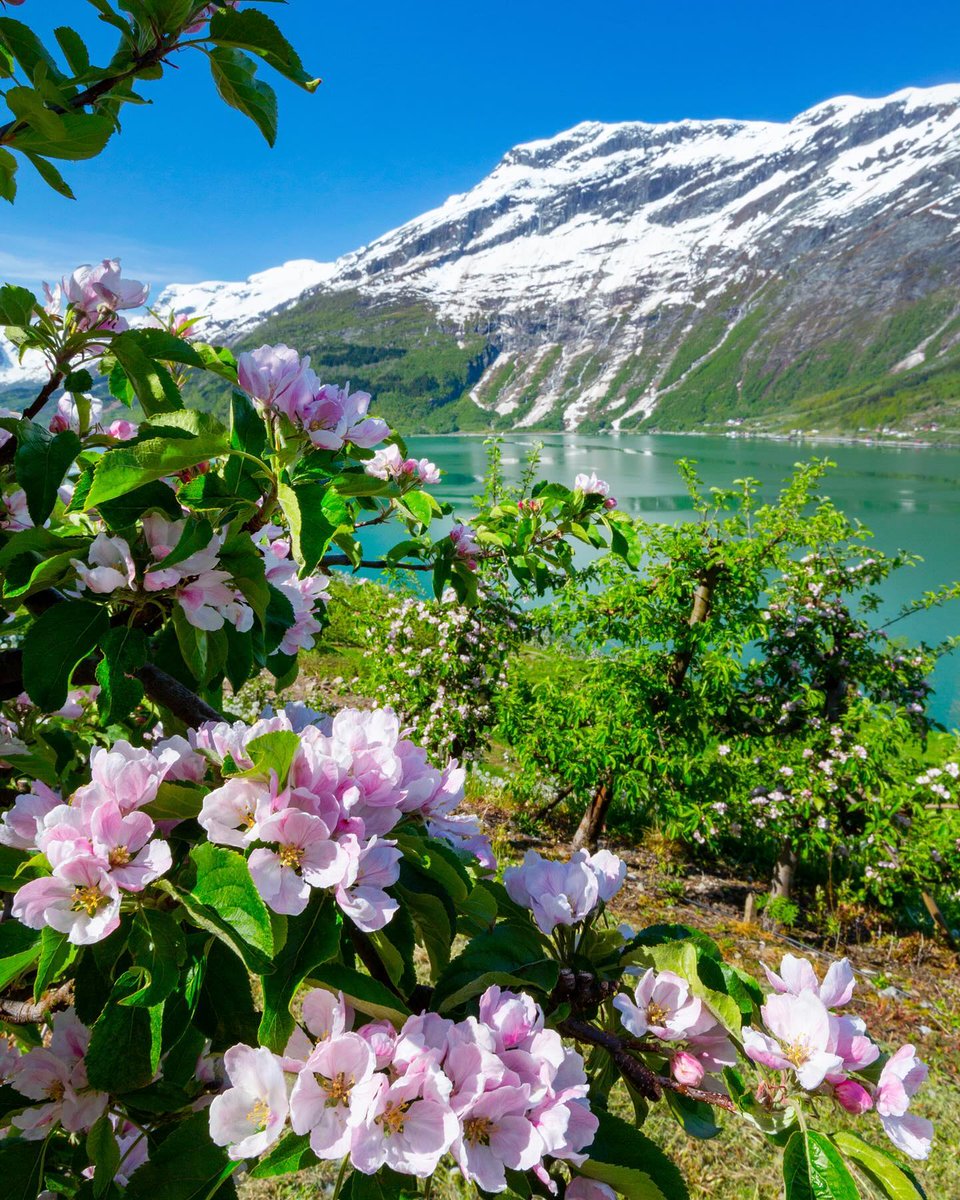 🌸 Flowered greetings from Norwegian botanical treasures 🏝 👉 An inspiration to a floral journey 🌸 visitnorway.com/things-to-do/a… 
📸 (1) <a href="/sollerman/">Per Sollerman</a> @ramme.no (2) <a href="/tomhaga/">Tom Haga</a> @florogfjare (3) @frittfallfoto_no  #norway #botanicalgardens