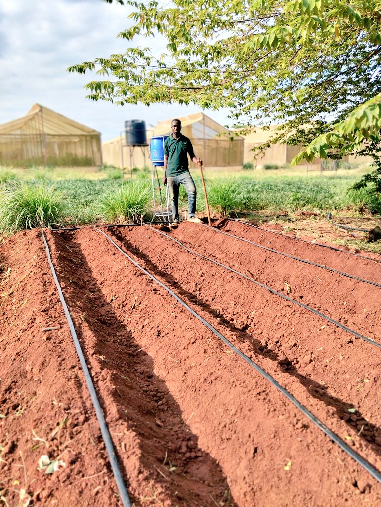 olvarislasway's tweet photo. 🎊SMART DRIP KIT🚀
Sasa #dripkit ipo hivi:
✓Stendi "inafaa kuunganisha au kuifumua"
✓Jaba dogo "lita 30"
✓Irrigation kit "bustani 5m Kwa 10m"
✓Miche 250-300🌱
✓Maji lita 40-60 Kwa siku
Kwa Tsh 160,000/= tuu
Call: 0626244751 au
Njoo WhatsApp:
https://t.co/UFG6nzjfNX… https://t.co/rL2PbgrESg