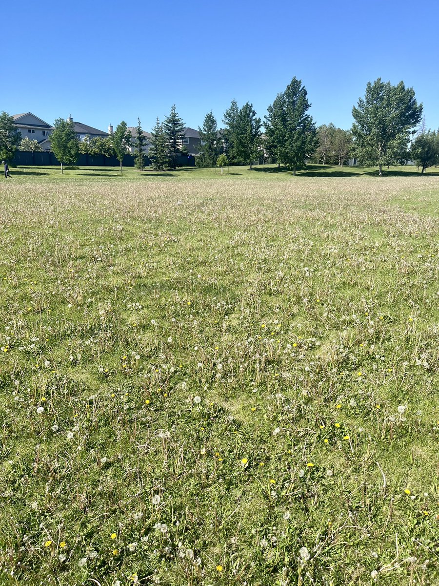 This is where you expect 5 year olds to play soccer. You should be ashamed!! <a href="/CityofEdmonton/">City of Edmonton</a> <a href="/AmarjeetSohiYEG/">Amarjeet Sohi</a> <a href="/GlobalEdmonton/">Global Edmonton</a> <a href="/CityNewsYEG/">CityNews Edmonton</a> time for a new city council that has some common sense!! #disgusting