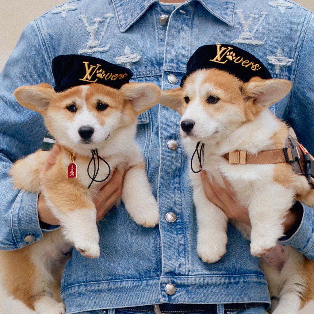 corgi louis vuitton