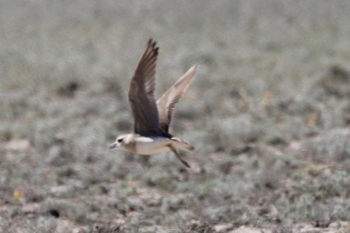 2nd recorded Oriental Plover for Kazakhstan found by the <a href="/birdingabroad/">Birding Abroad</a> group in the Taukum Desert on 31 May 2024.
<a href="/Pearce1972Simon/">Simon Pearce</a> 
#Kazakhstan 
#OrientalPlover