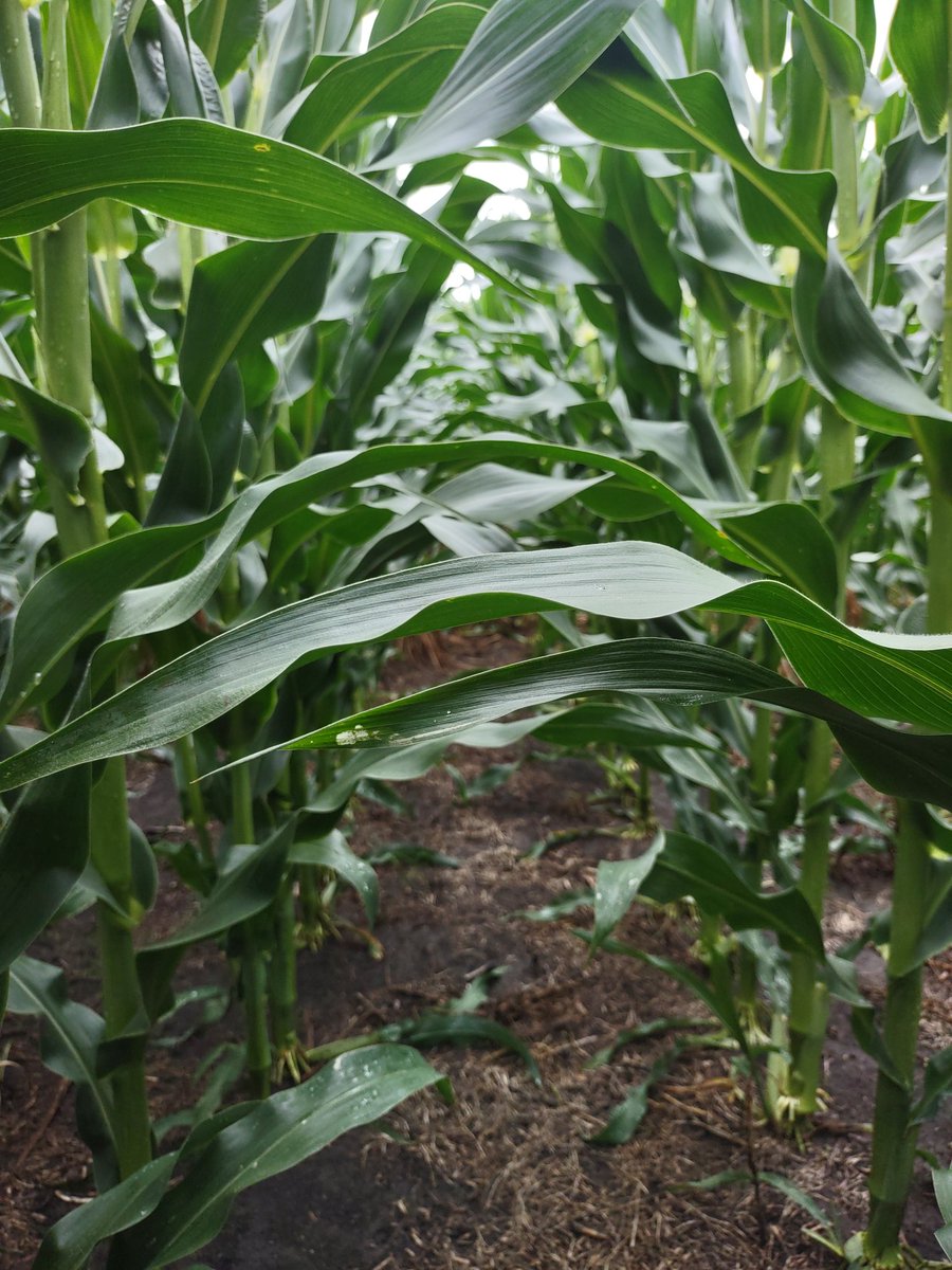 lcranch08's tweet image. Stine 9728 doing good things on a customers field, tasseling, April 16th plant date.