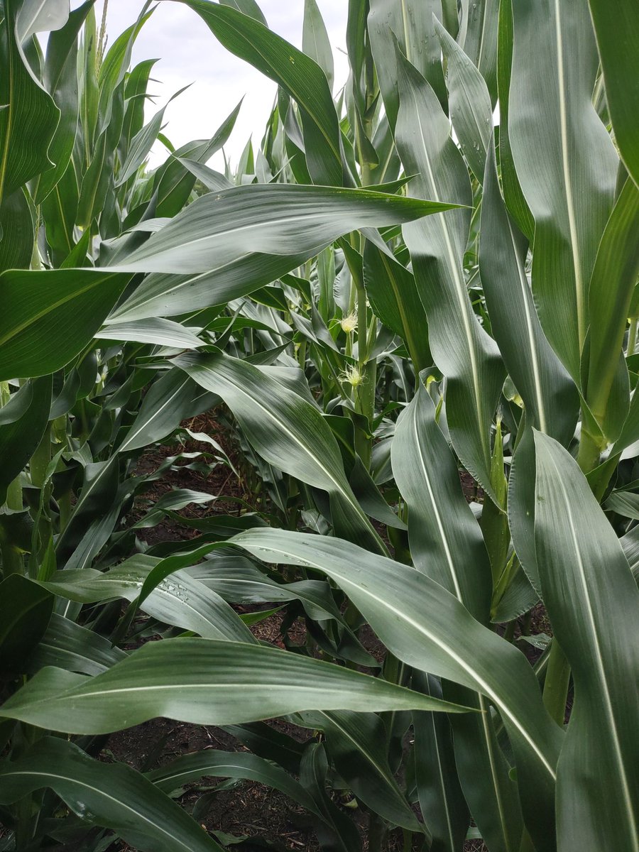 lcranch08's tweet image. Stine 9728 doing good things on a customers field, tasseling, April 16th plant date.