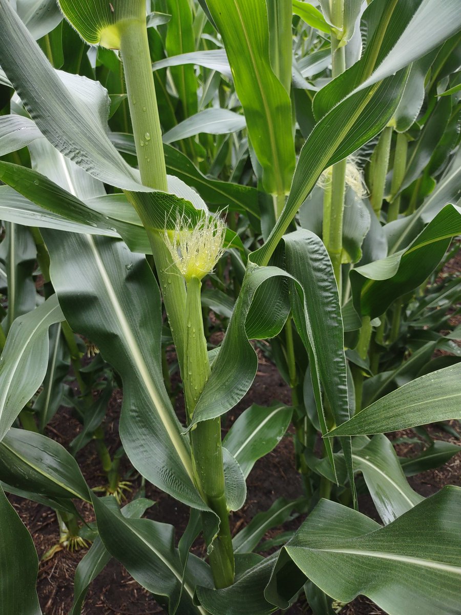 lcranch08's tweet image. Stine 9728 doing good things on a customers field, tasseling, April 16th plant date.