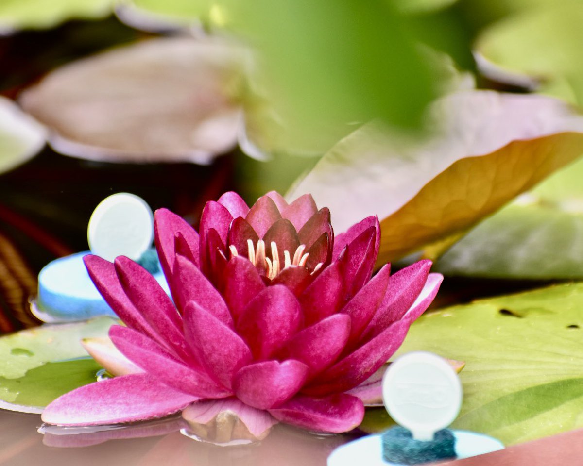 天上の花 - Search / X