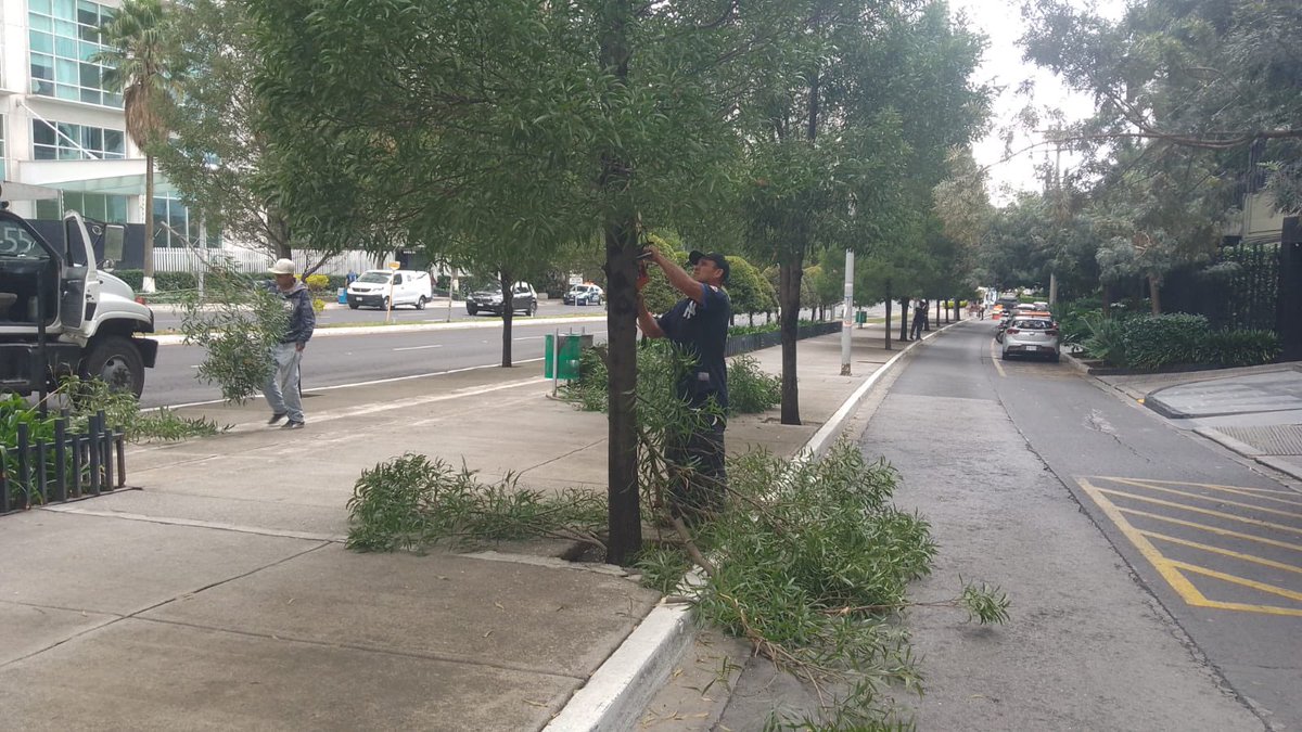Agradecemos <a href="/CuajimalpaDGSU/">Dirección General de Servicios Urbanos Cuajimalpa</a> por la poda del paseo peatonal de av Santa Fe.   Muy justificada poda para que los árboles 🌳 crezcan más altos y se libere la ruta peatonal