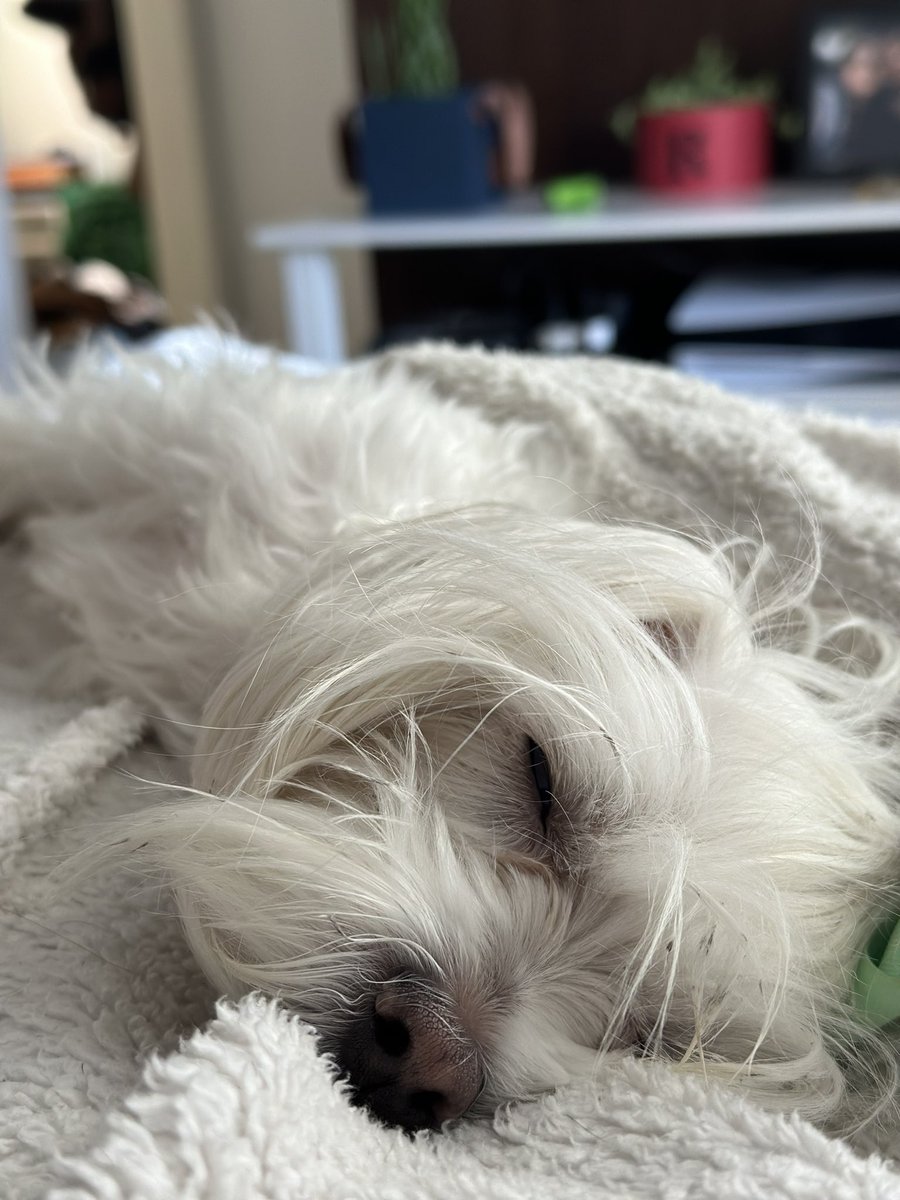 hoje eu to só a Phoebe