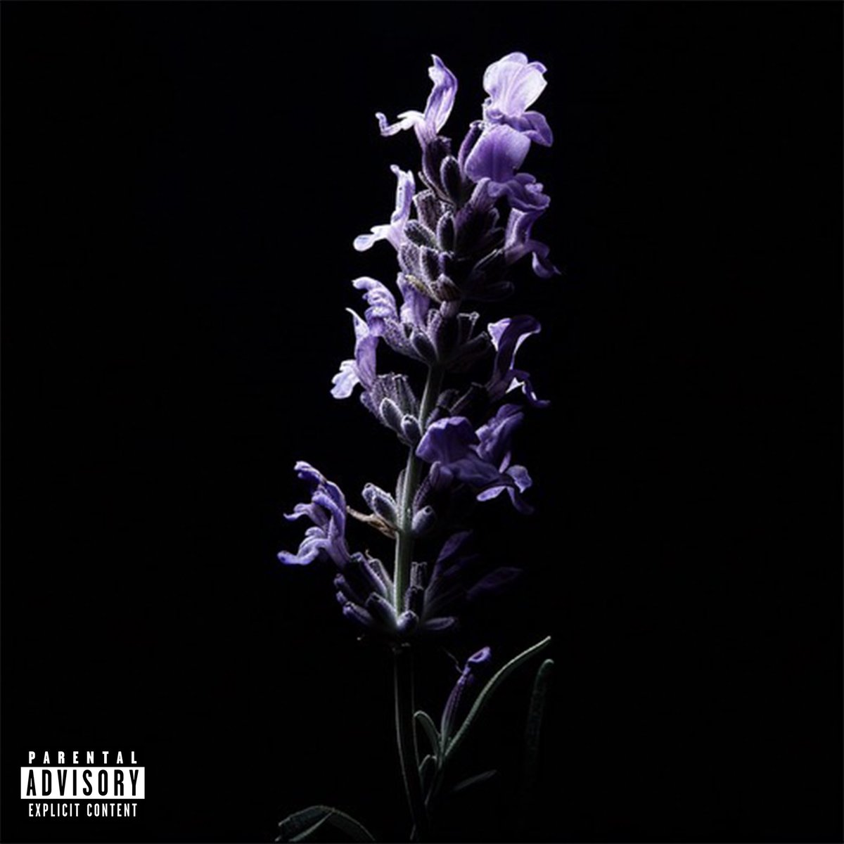 thatcyguy's tweet image. same vibes, just a lil slower. lavender. (ep) slowed out now. link in bio. 🪻🙏🏽