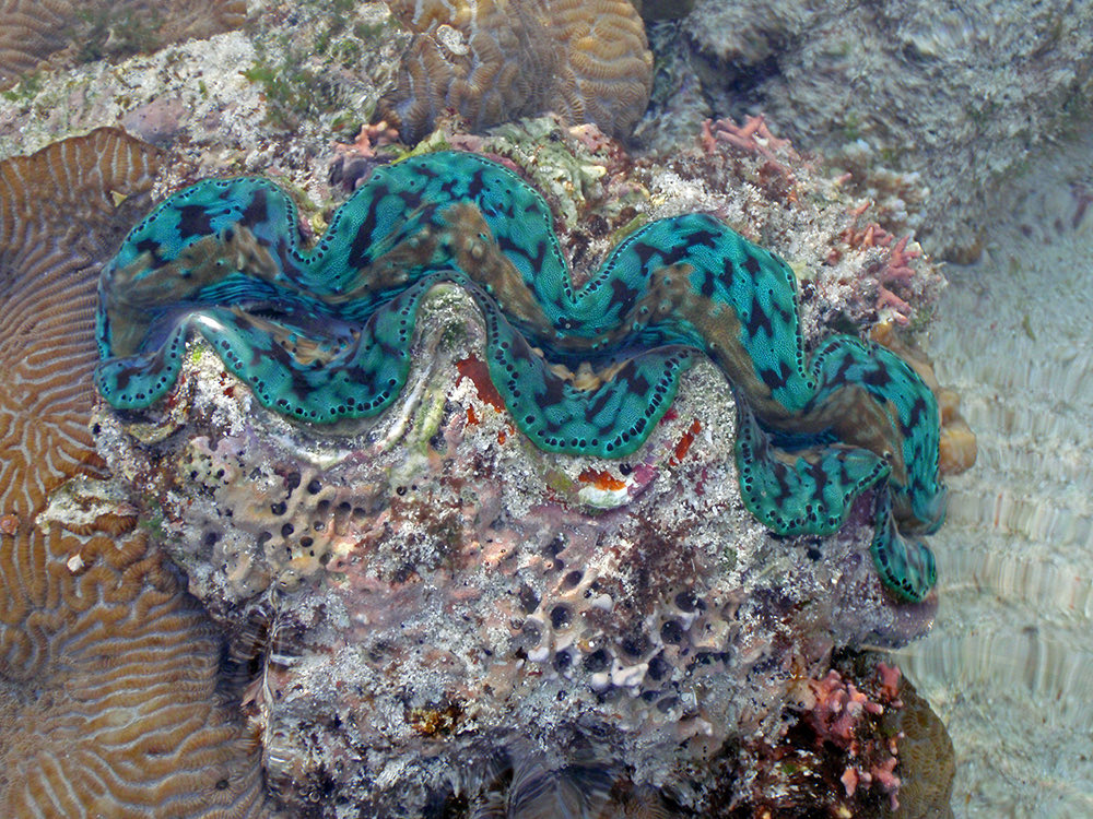 This is an (oxymoronic) small giant clam (Tridacna) found near Heron Island on the Great Barrier Reef. They have a symbiotic relationship with algae and their mantles (the colorful part) have optical adaptions that increase the amount of light available for photosynthesis.
