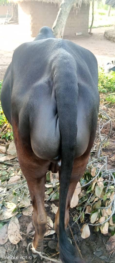 Oooh Calling all Cattle Growers!! 

What's the Causes of this??