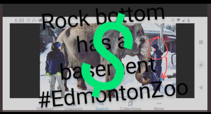 JulieKi53713414's tweet photo. 🚙🚚 Accidents do happen.
Injuries can happen.
BUT... Lucy'$ INJURIES by Edmonton Valley Zoo $ince 🤑May 1977🤑 areNOT ACCIDENT$💰
#Zoochosis #bullhooks #ElephantCaptivity
#LucyDeservesSANCTUARY in @ElephantsTN as per Dr Patricia London's Mar21/23 & Mar17/24 URGINGS-PERIOD‼️ https://t.co/huR8fL6mUv