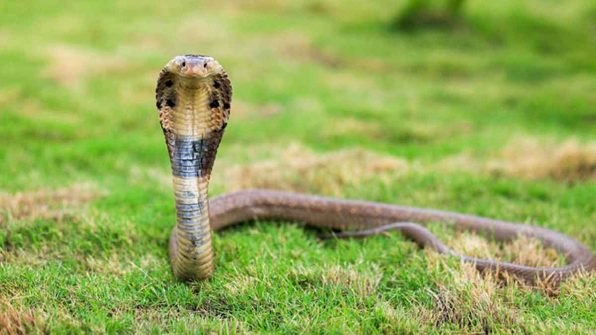 নওগাঁয় বিষধর সাপের কামড়ে প্রাণ গেল কৃষকের