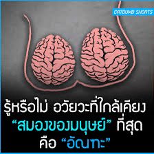 รีแอคชั่น วิดีโอ🏳️‍🌈 (@thaireactionvid) on Twitter photo 