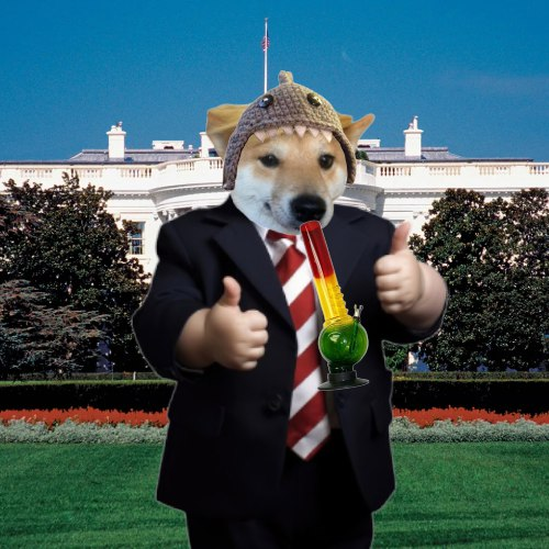 Rubberbandit_8's tweet photo. @THEREALPAWTUS @mrpunkdoteth The goodest boy $pawtus https://t.co/VjDadF6zzg