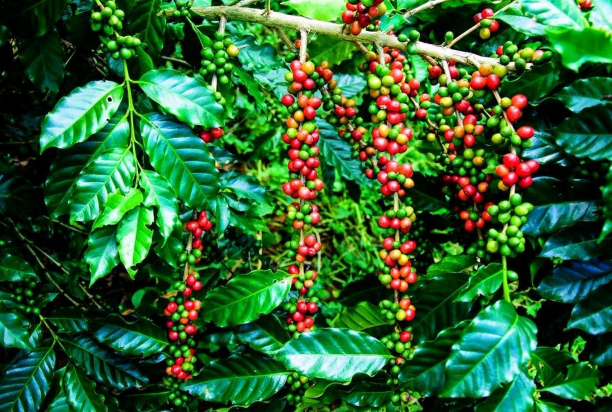 caleb_che's tweet photo. Have you ever heard of Coffea charrieriana, commonly known as Charrier coffee, is indeed a remarkable species of coffee plant found in Cameroon 🇨🇲Central Africa. It was the first discovered coffee plant to produce caffeine-free beans, or seeds. Endemic to the Bakossi Forest.#fyp https://t.co/8AC2w7OuvU