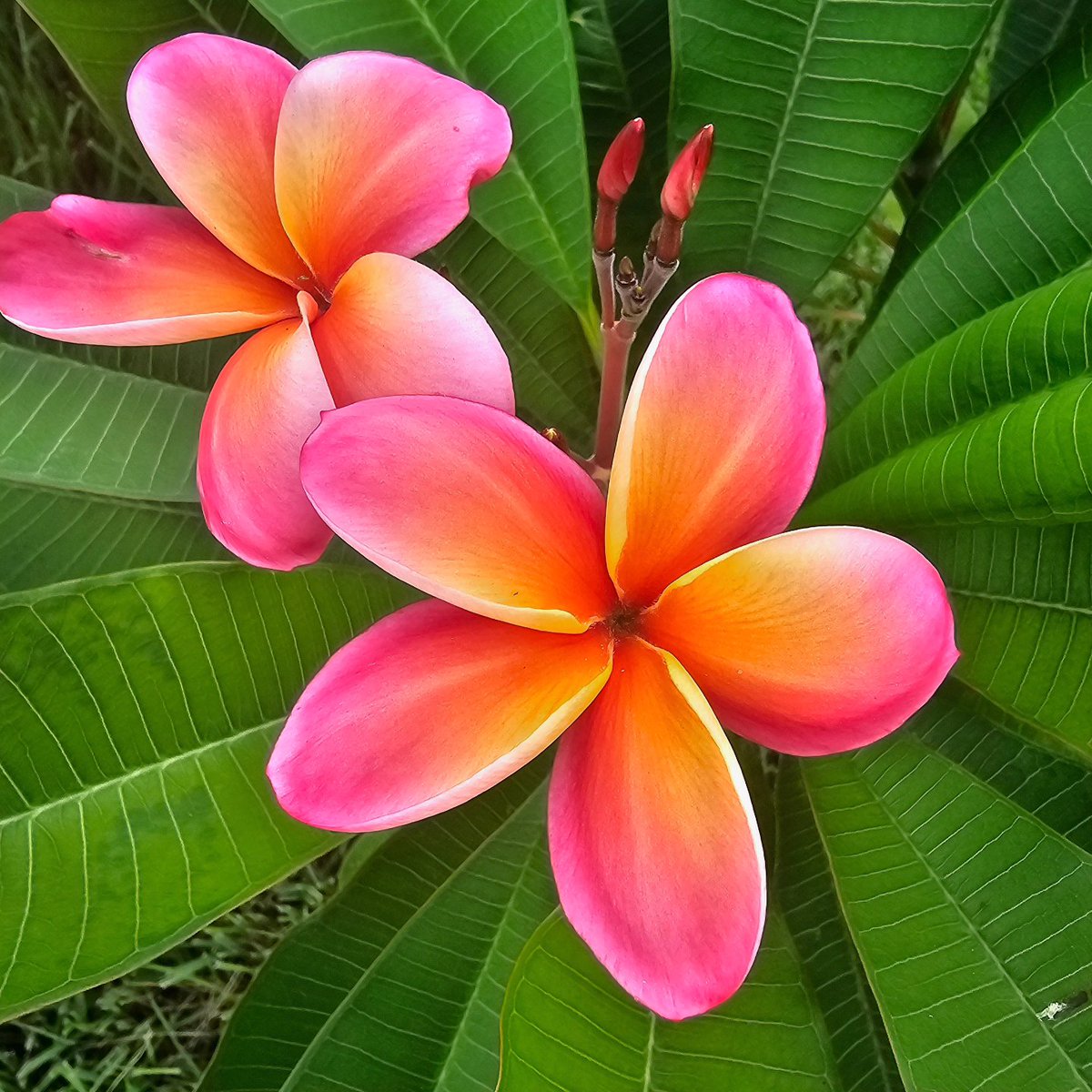AMadeOfAllWork's tweet image. While Plumeria 🌸 plants are generally toxic to humans and animals, some organically home-grown and expertly prepared #plumeria or #frangipani petals are edible for adults in very small quantities. My #LaniBeauty plants are just for looking 👀 and smelling 👃!