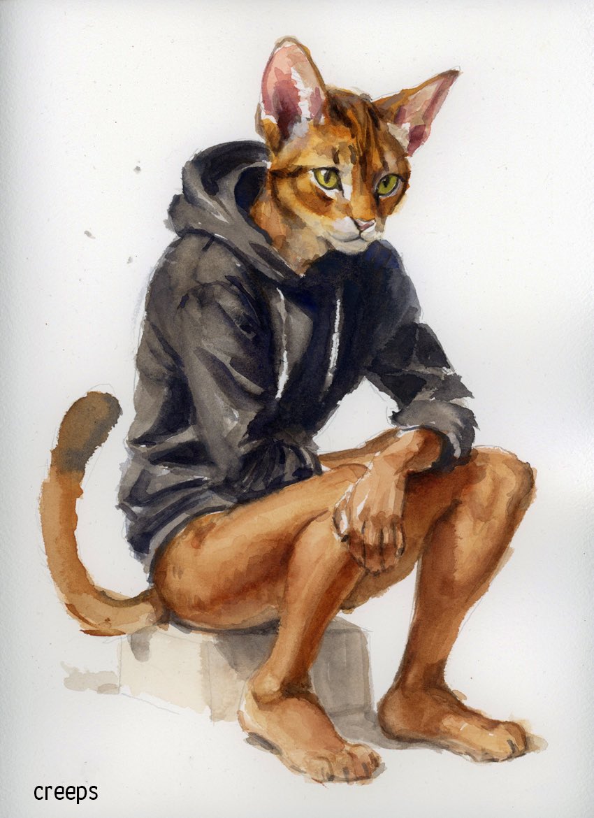 Abyssinian