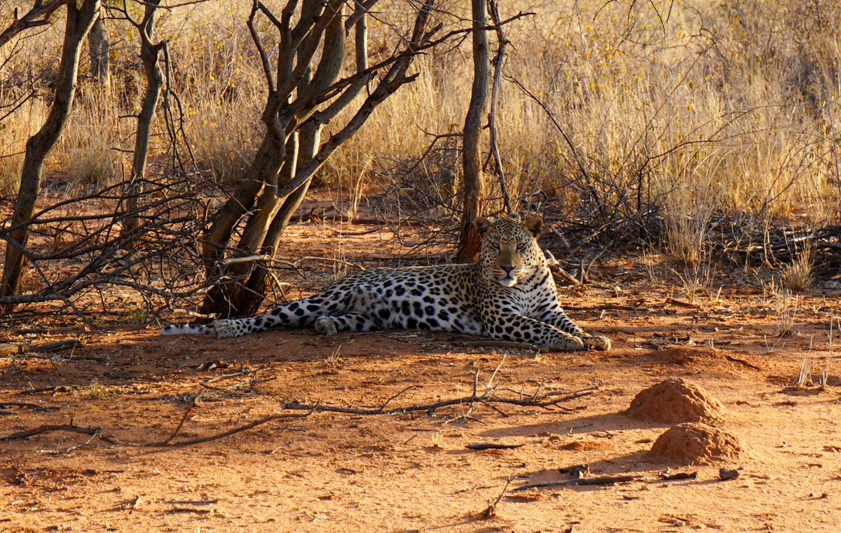 Kaiden Bridges tweet media