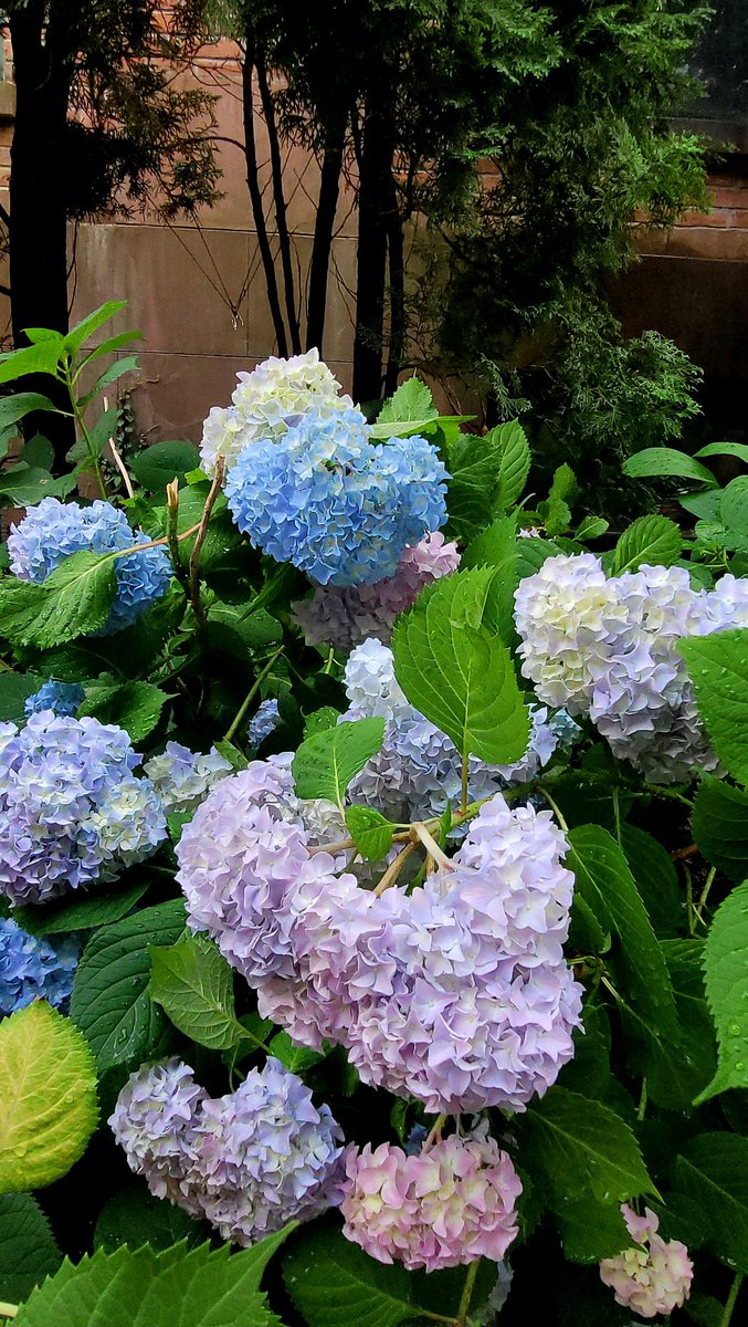 VoiceOfValor's tweet photo. Gorgeous hydrangeas in full bloom🌺🌺🌺 #UpstateOfMind https://t.co/QKCs3hLnK6