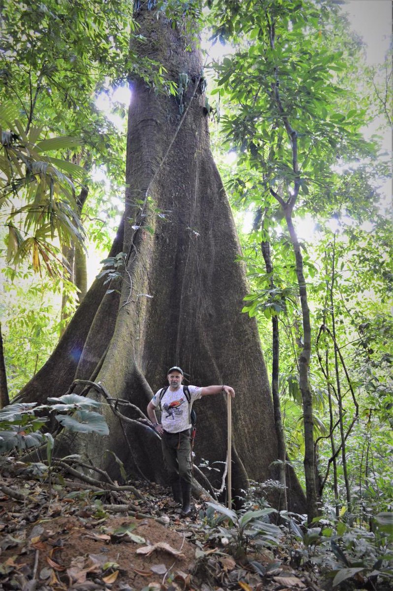 Happy #rainforest Day !!!
