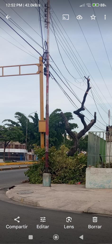 yaluzso's tweet photo. @sembramostodos  otro árbol mutilado por las sierras de @CorpoelecAragua está vez le tocó al emblemático Araguaney que estaba en la Av Constitución oeste c/ con calle Piar 23Enero Norte la justificación molestaba el cableado eléctrico, si existiera la prevención eso no pasaría https://t.co/VcslK2NPRA
