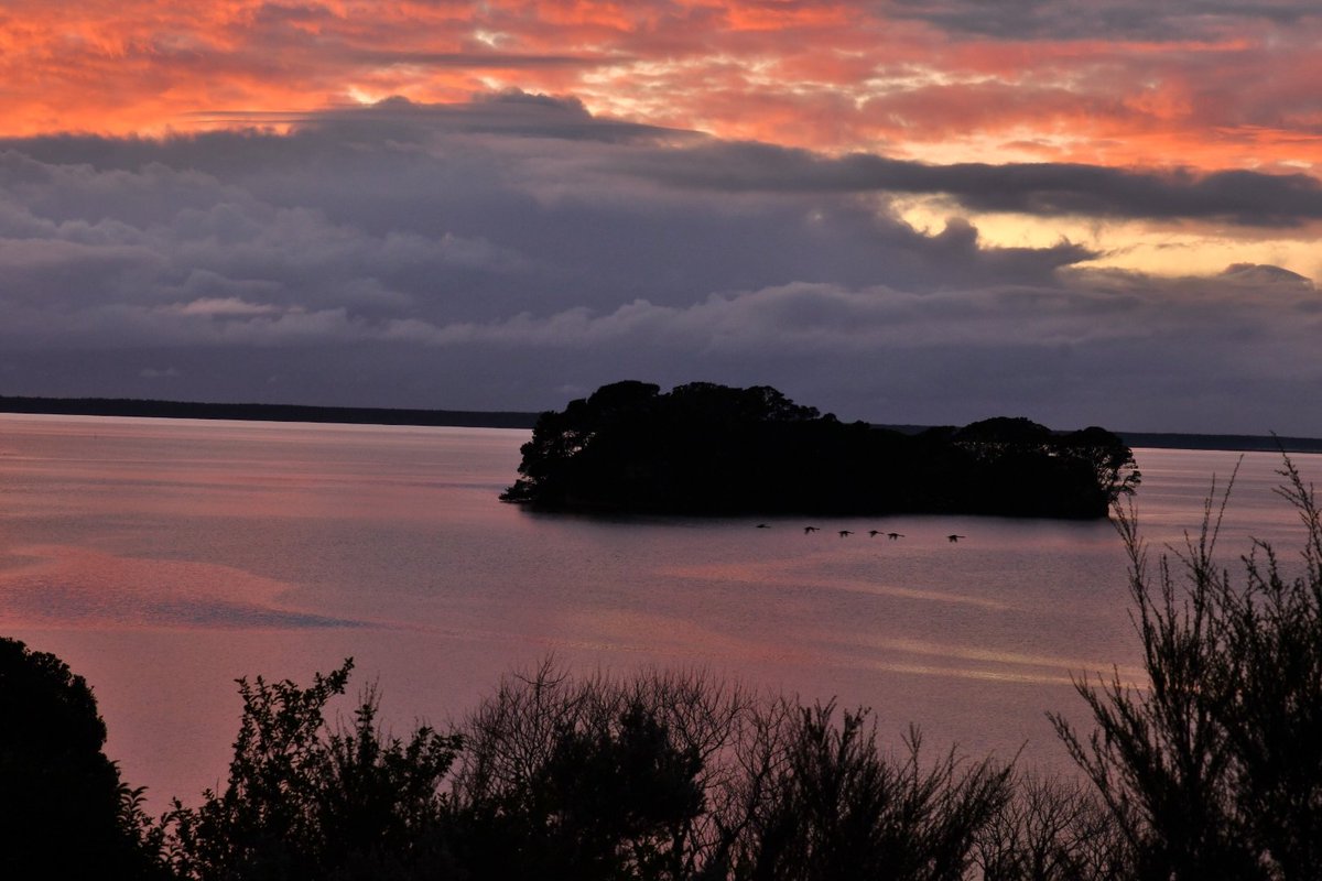 Tutaetaka Island, Katikati, Bay of Plenty, NZ #KatikatiNZ #Tutaetaka #WesternBOP #swans