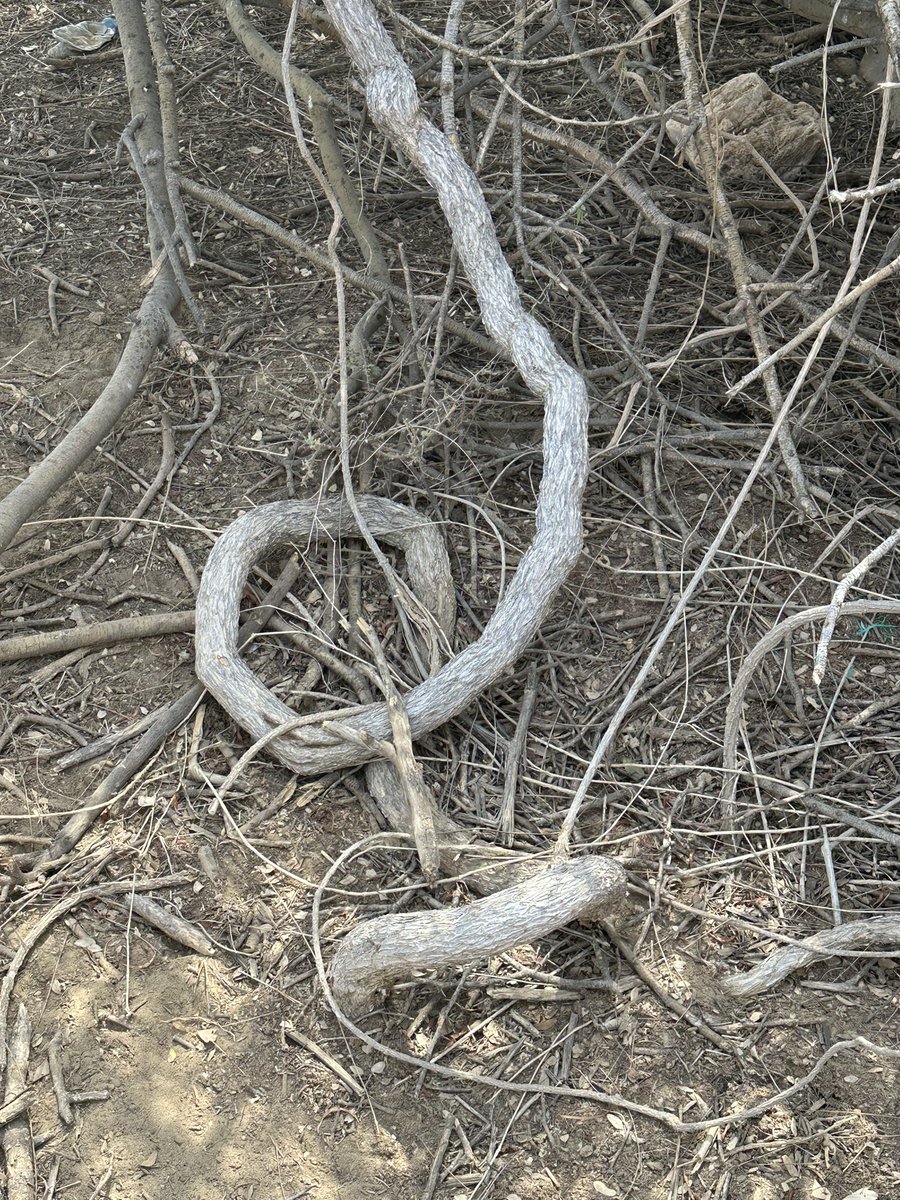 cocculus pendulus
الغاشية 
متسلقة وتعترش الاشجار مثل الطلح وغيره  وقد تؤدي الى اختناقها او حجب اشعة الشمس عنها 
#cocculus #pendulus