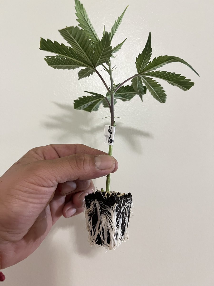 SIK3_one's tweet photo. 🌱🌱 I'll be dedicating more flower space for the Permanent Chimera, that's where it's at.
Code name: GUAT
#thehunt #notfromseed #clonex #floraflex #rootriot #michigan #onemancrew https://t.co/KX8t4evlR2