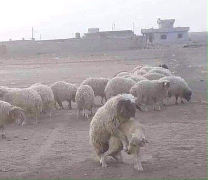 Cuando tienes lana te puedes coger a cualquier perra. 😏😆